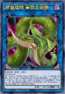 捕食植物 青锁龙森蚺